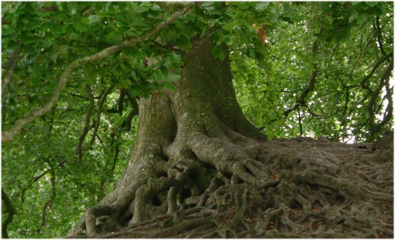 Tree at Avebury